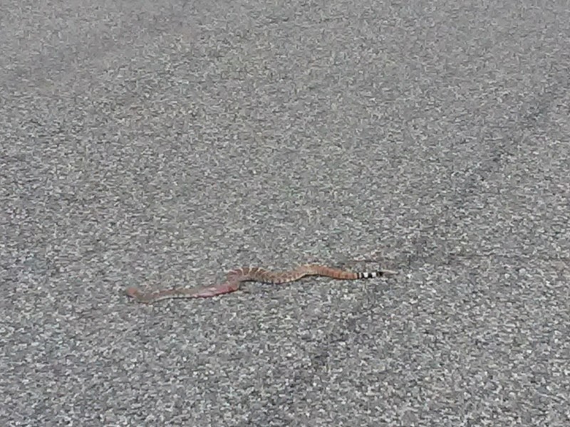 Another day, another rattlesnake 
