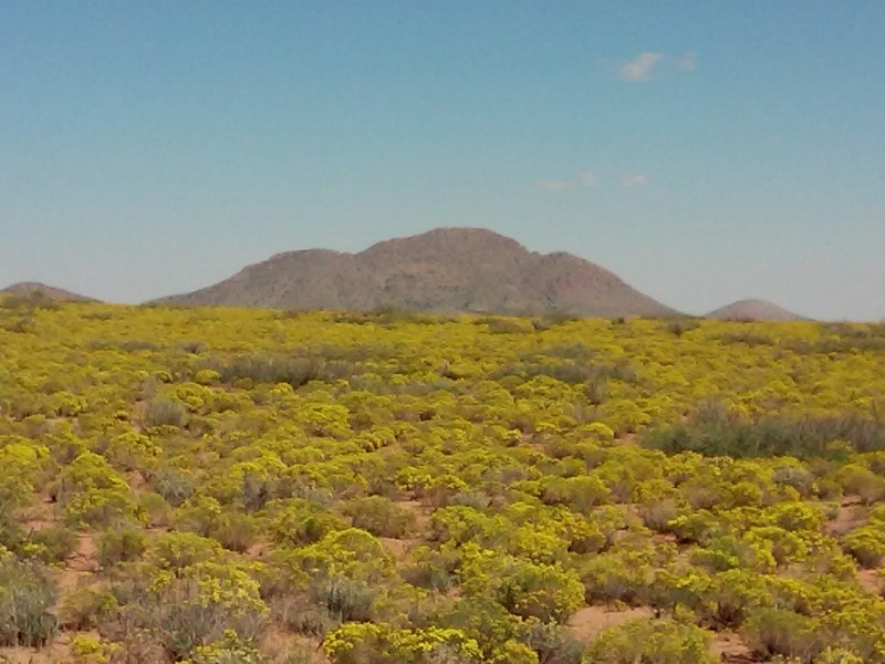 Northern Chihuahuan Desert