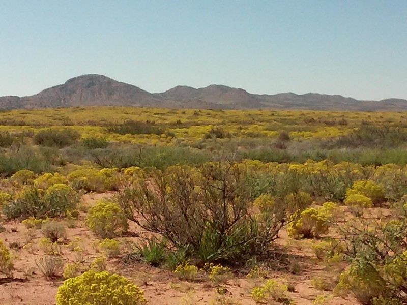Northern Chihuahuan Desert