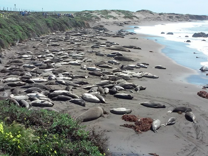 Elephant seals basking on the beach, near Big Sur