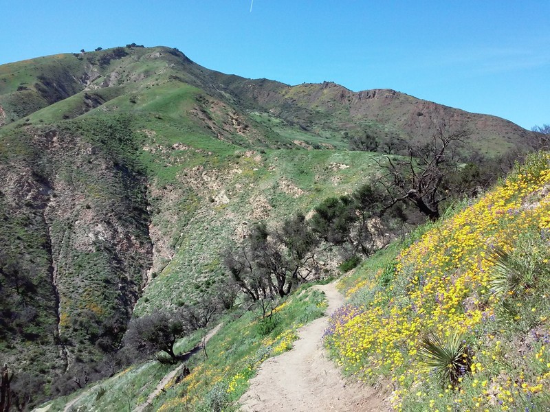 Wildflowers in Los Padres National Forest