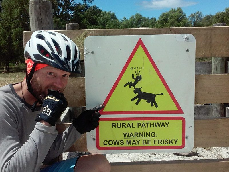 Frisky cow warning 