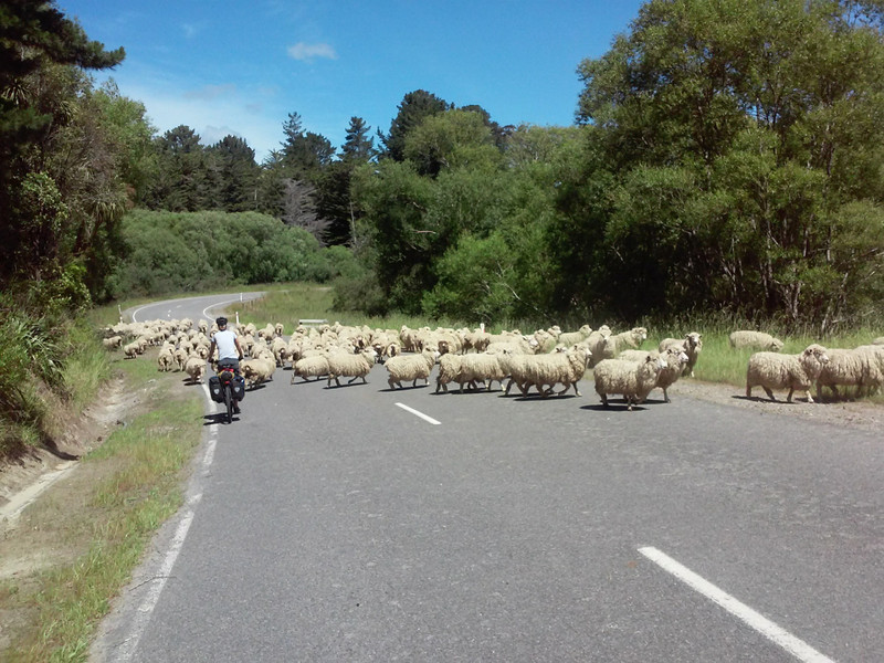 Fi tried her hand at sheep herding along route 52