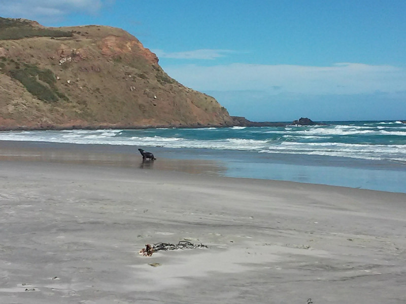 Sea lion at Sandfly bay, Otago peninsula 