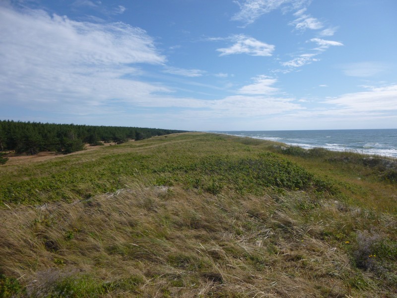 beach, sand-dunes, and pine forest