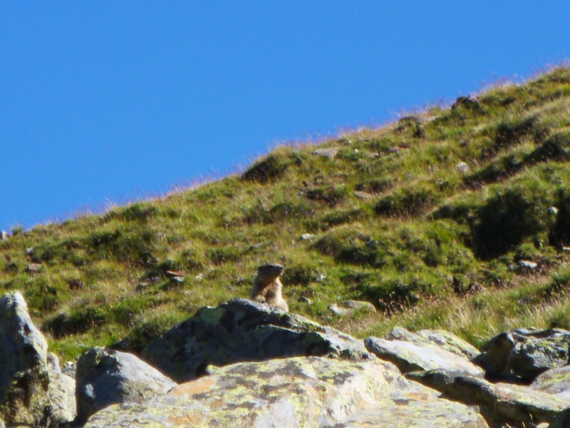 marmot