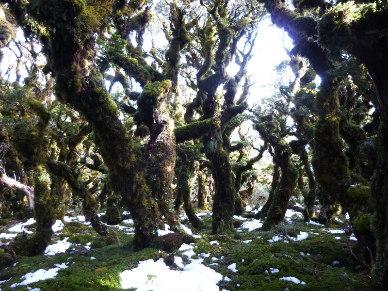 Goblin forest, Tararuas