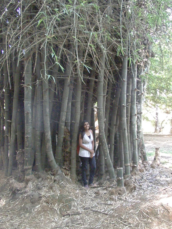 Bamboo thicket in Bangalore