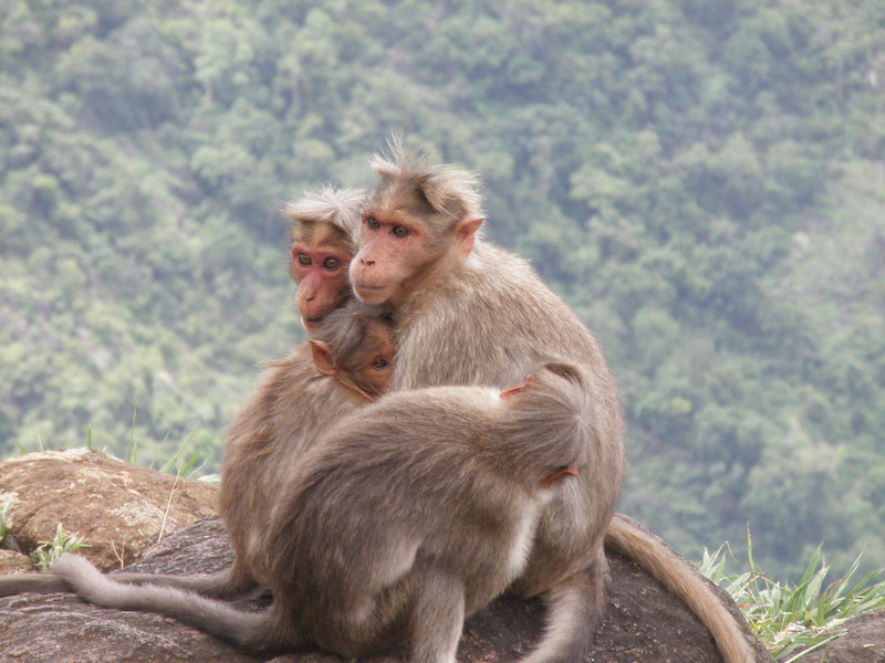 Crab-eating macaques on the edge of the Western Ghats