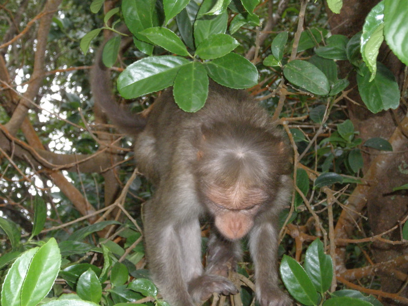 Young macaque