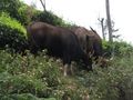 Gaur (Indian bison) feeding on the edge of a tea plantation