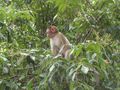 Another young macaque
