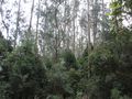 Nilgiri Forest - plantation Eucalupts