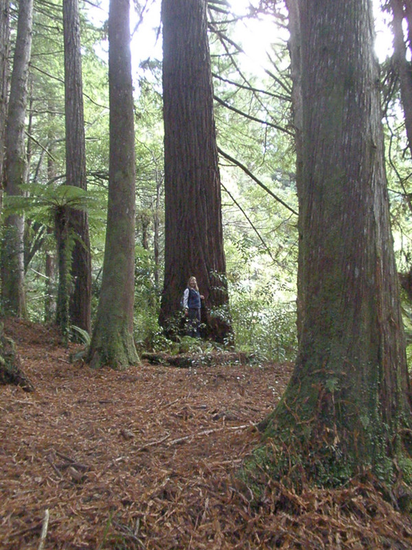 Karen in front of coast redwood. Giant redwoods in foreground