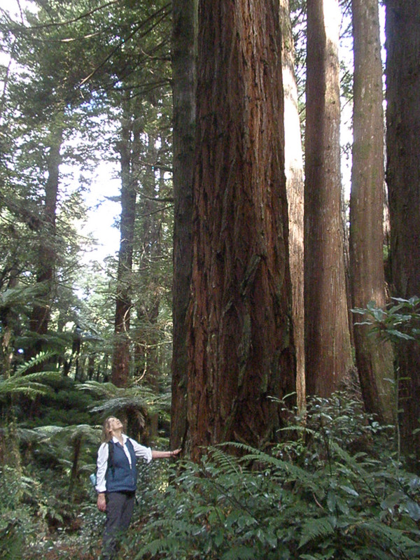 Coast redwood (centre, rough bark). Giant redwoods (smoother bark) on the right