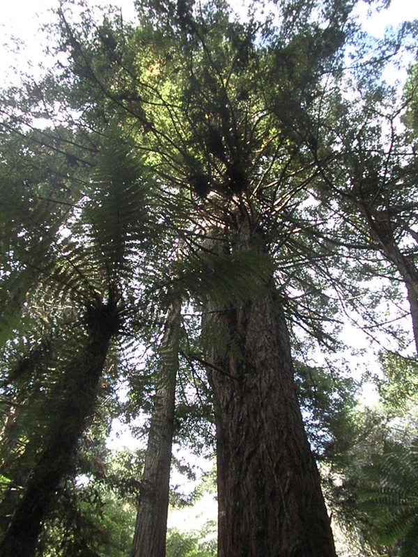 Wheki beneath the redwoods