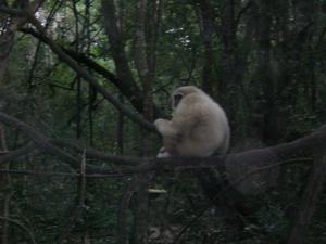 White Gibbon- He was very Noisey!