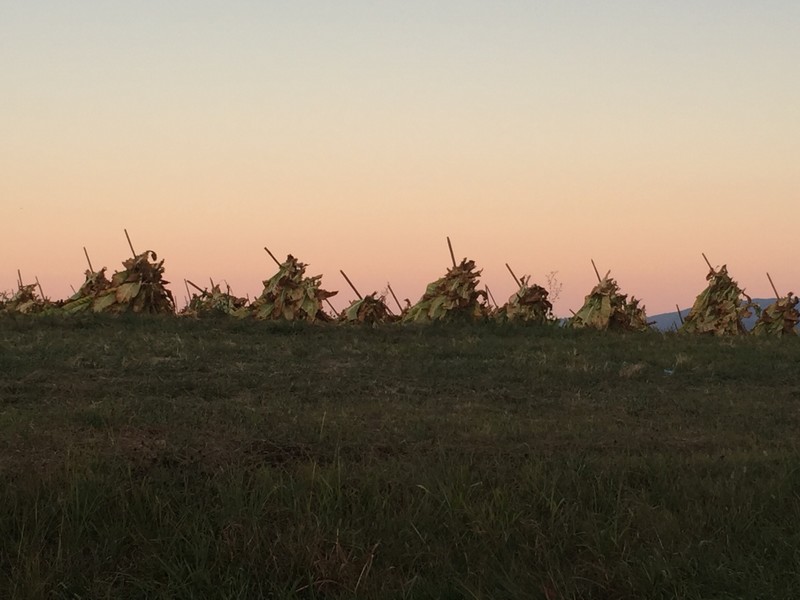Tobacco drying in the field 