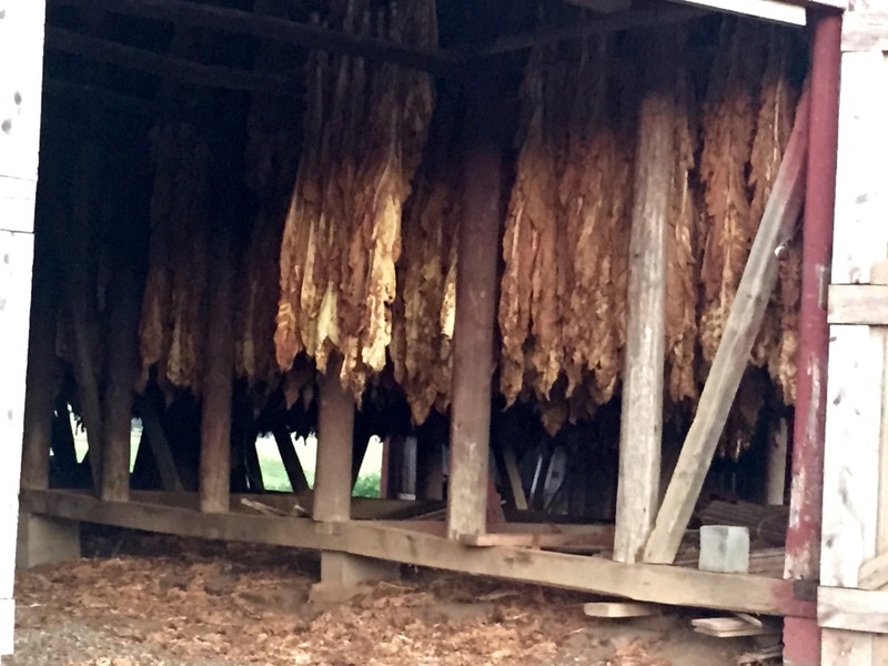 Tobacco drying in the shed
