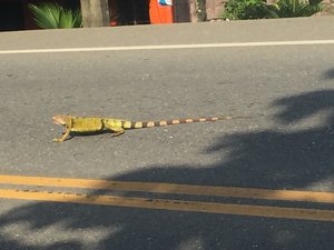 Random iguana appearance on the highway 
