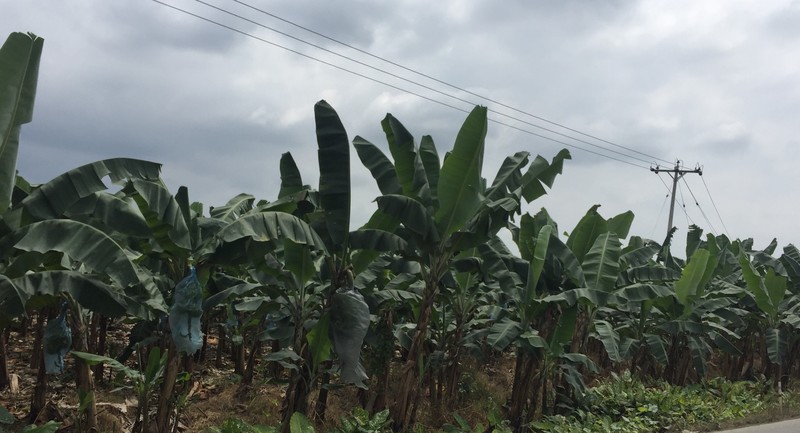 Banana plants in Santa Rosa
