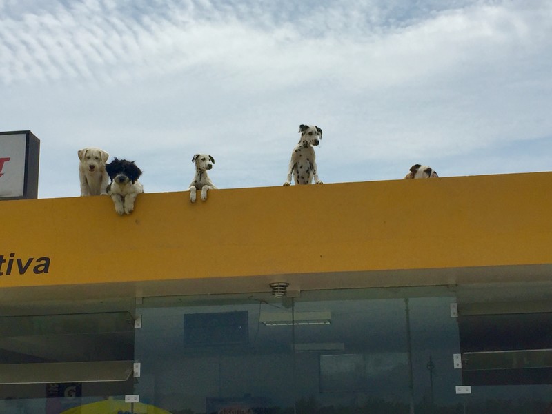 A nice selection of dogs on the roof at our lunch stop ?