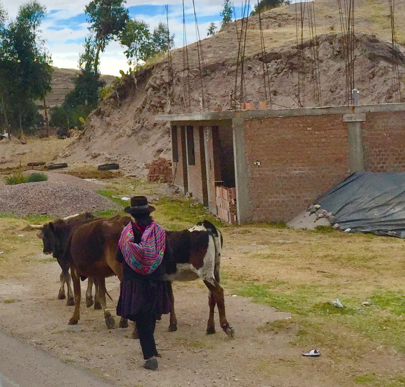 Traditionally dressed woman herding cows