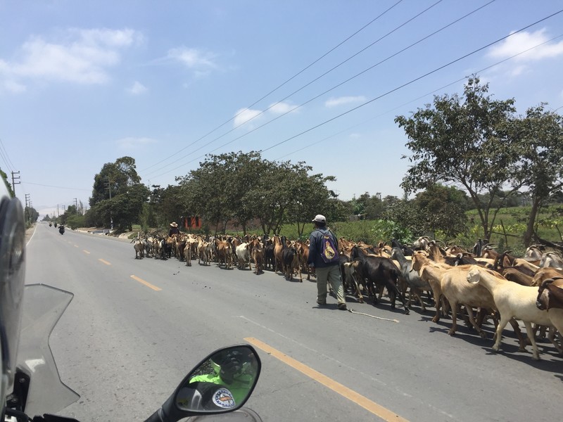 Ica - herd of goats 