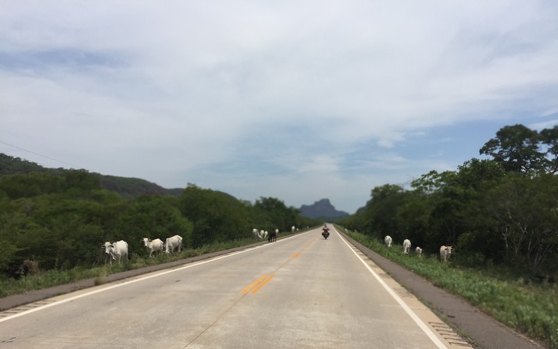 Cattle grazing on a roadside in Bolivia 