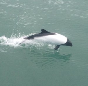 Commersons dolphin in the channel 