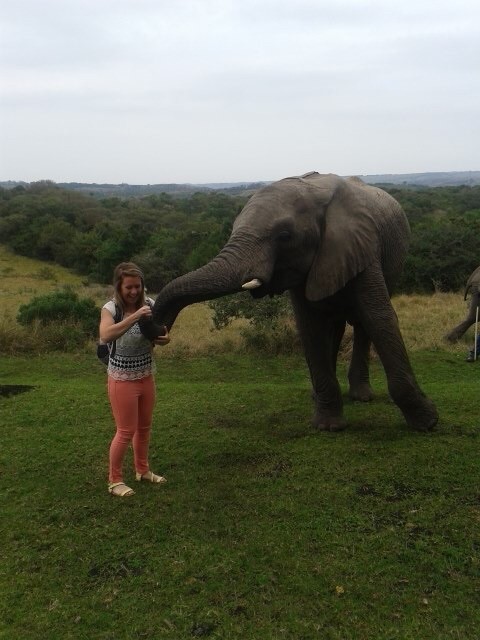 Elephant interaction