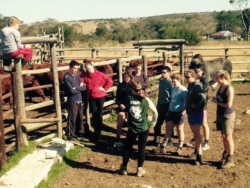 Teaching pregnancy diagnosis in cattle