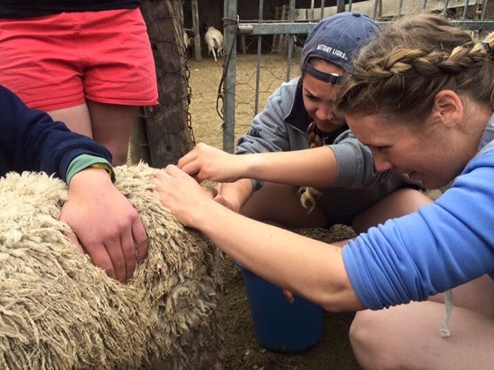 Replacing a vaginal prolapse in a sheep