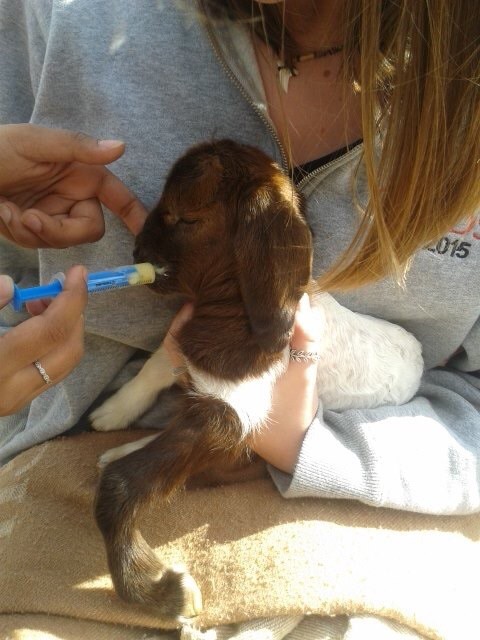 Feeding colostrum to a newborn goat kid