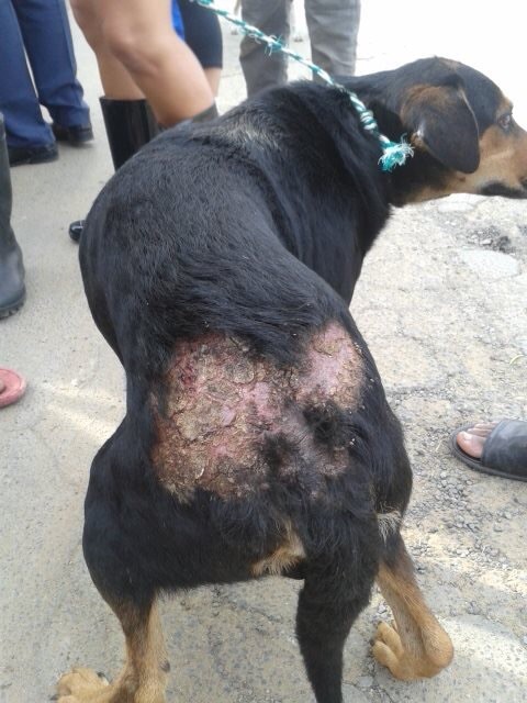 Healing burn on a dog