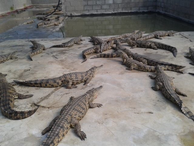 Crocodile farm