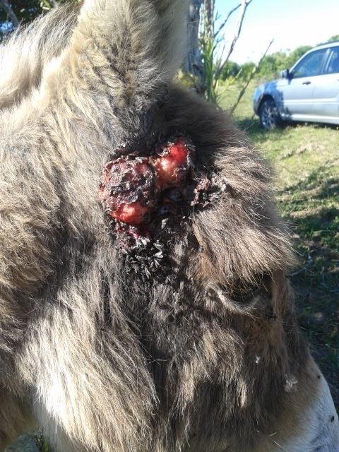 Rupturing tumour in a donkey