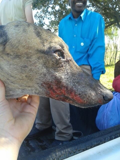 Severe mange on a dog that ate the infected horse carcass. 