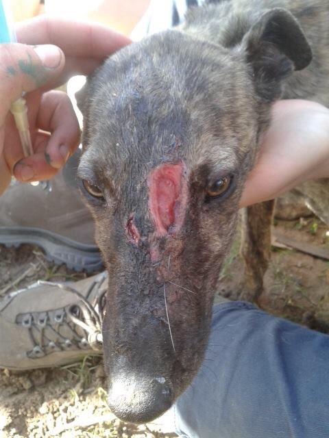 Deep tissue necrosis from the severe mange