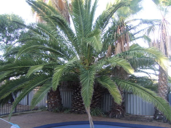 Palm Tree before the chop ...