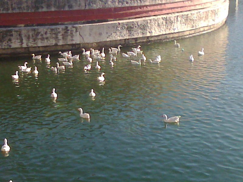 Ducks swimming near to the Aquarium gallery