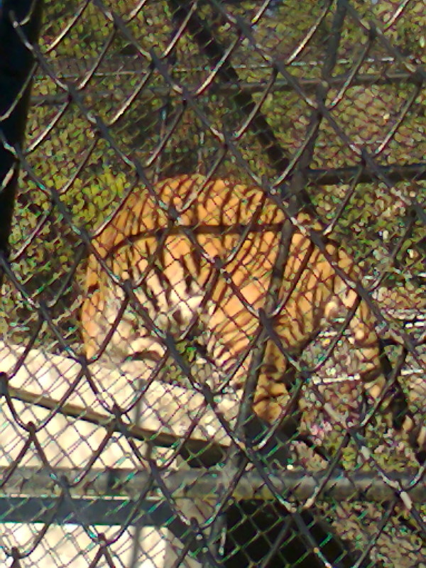Royal bengal Tiger at Zoo
