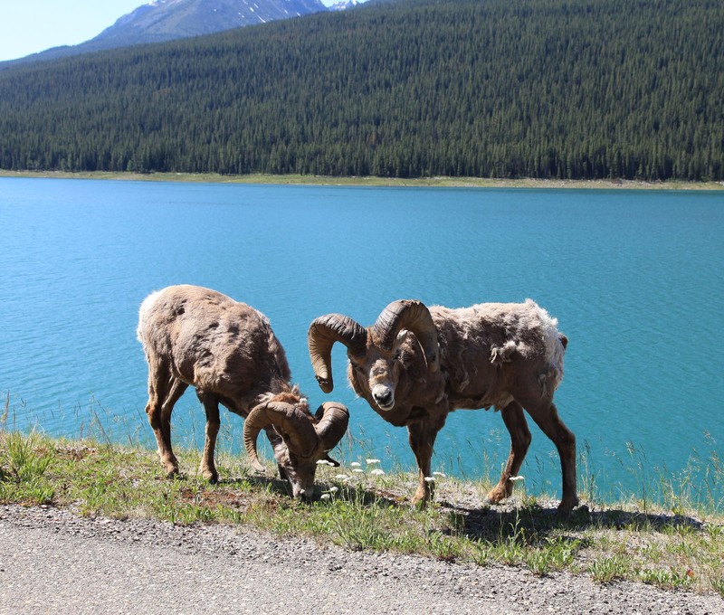 Big Horn Sheep grazing by Lake Maligne