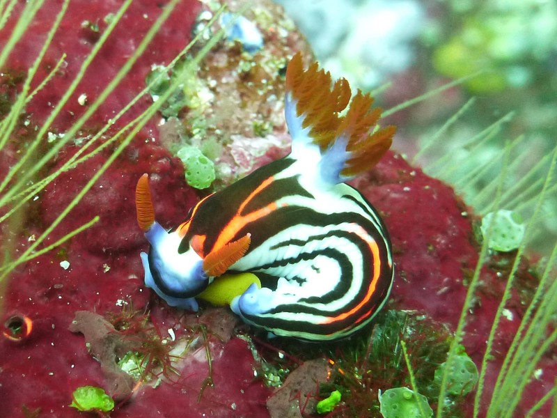Have you ever seen a chromodoris curled up like a cat?!