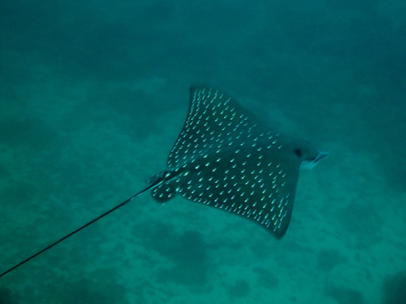 Spotted Eagle Ray on our safety stop