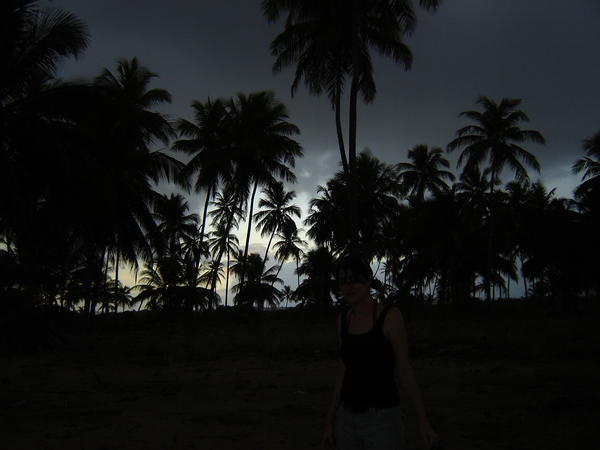 dark coconut trees