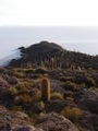 Isle del Cacti