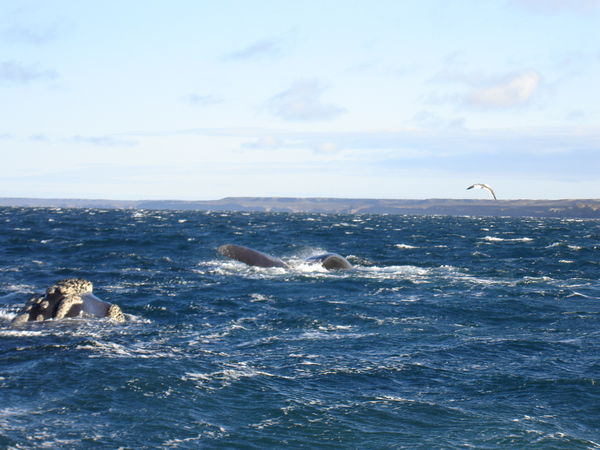 whale watching 3