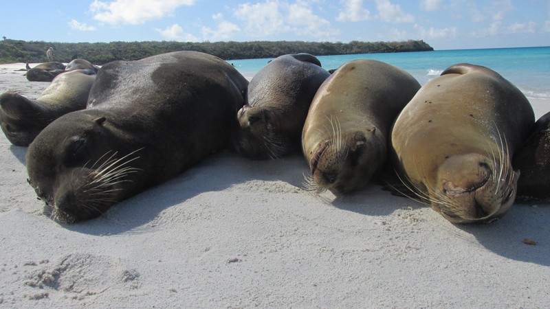 Sea Lion family resting