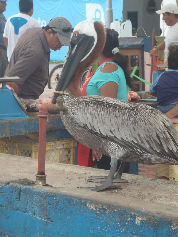 Pelicans at the Fish Market